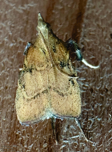 Negalasa fumalis photo 2