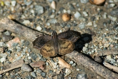 Theagenes dichrous