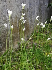 Allium roseum roseum