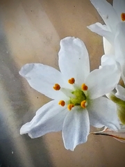 Allium roseum roseum