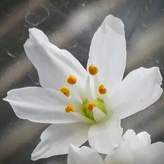 Allium roseum roseum