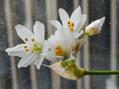 Allium roseum roseum