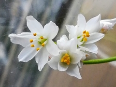 Allium roseum roseum