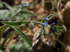 Rochelia disperma