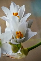 Allium roseum roseum