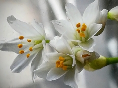 Allium roseum roseum