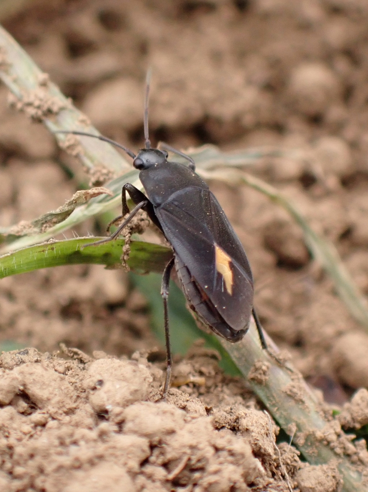 Aphanus rolandri