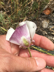 Calochortus argillosus