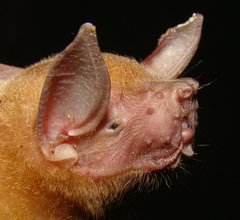Noctilio albiventris