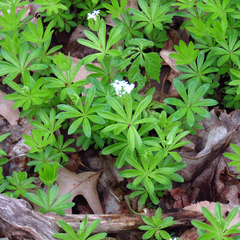 Galium odoratum