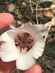Calochortus argillosus