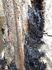 Inonotus obliquus sterilis