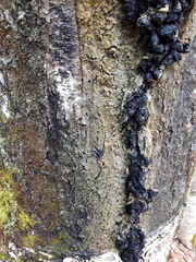 Inonotus obliquus sterilis