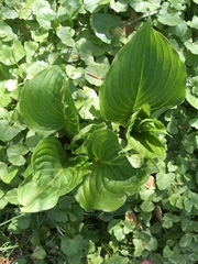 Hosta