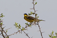 Motacilla flava feldegg