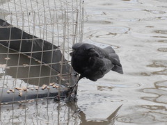 Corvus corone