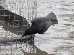 Corvus corone
