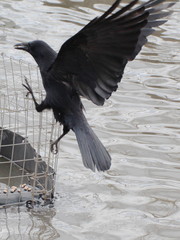Corvus corone