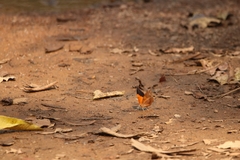 Charaxes psaphon