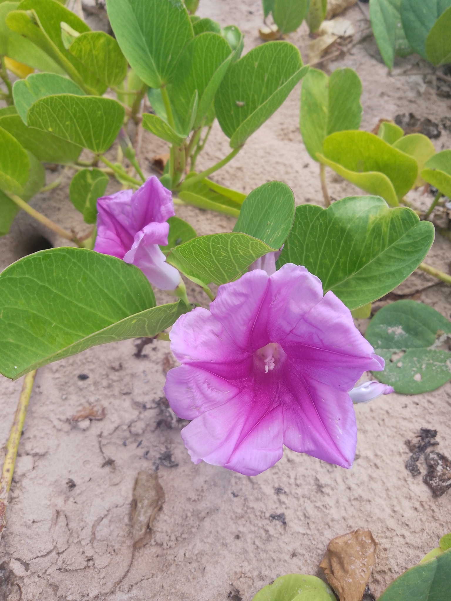Ipomoea pes-caprae