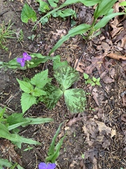 Trillium viridescens