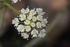 Seseli tommasinii