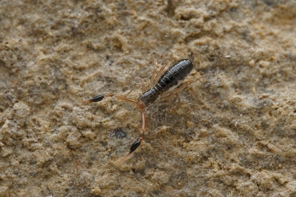 Stenohya