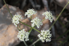 Seseli tommasinii