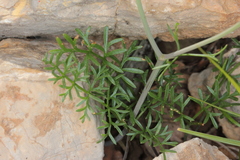 Seseli tommasinii