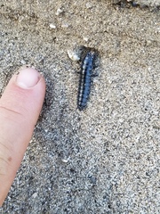 Carabina