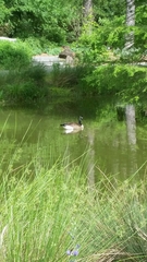Branta canadensis