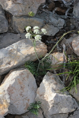 Seseli tommasinii