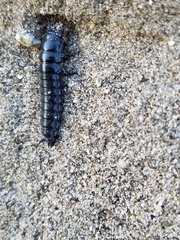 Carabina