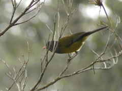 Cnemoscopus rubrirostris