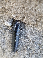 Carabina