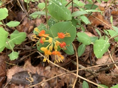 Lonicera flava