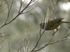 Cnemoscopus rubrirostris