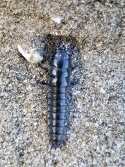 Carabina