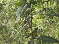 Cnemoscopus rubrirostris