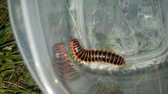 Apheloriini