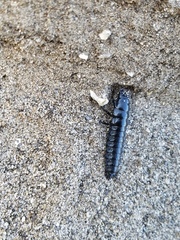 Carabina