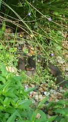 Nerodia erythrogaster