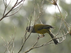 Cnemoscopus rubrirostris