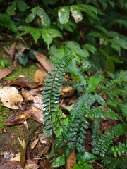 Polystichum hancockii, photograph 曾昱承 Yu-Cheng Zeng, CC BY, iNaturalist via GBIF
