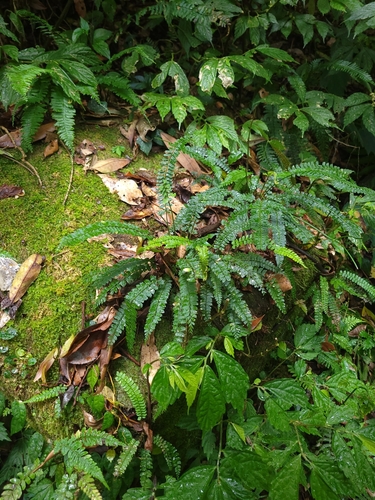 Polystichum hancockii, photograph 4
