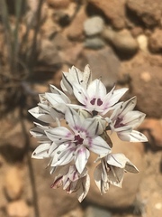 Allium haematochiton
