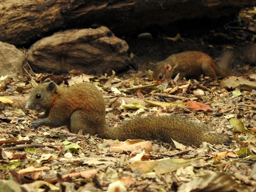Northern Gray-bellied Squirrel (Callosciurus caniceps)