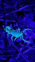 Parabuthus planicauda