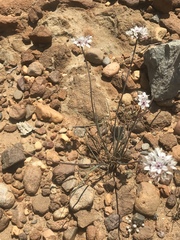 Allium haematochiton
