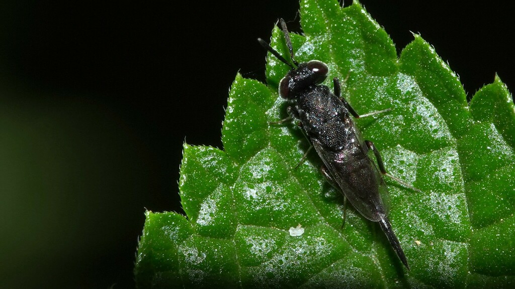 Chalcidoid Wasps from Mahim Nature Park on March 9, 2024 at 09:20 AM by ...